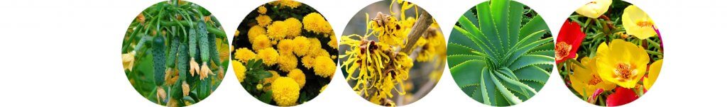 Ингредиенты 