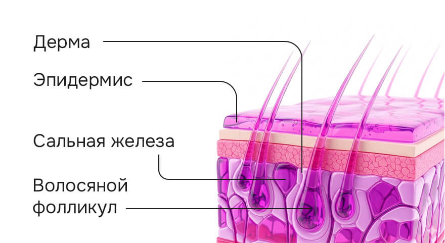 структура кожи.jpg