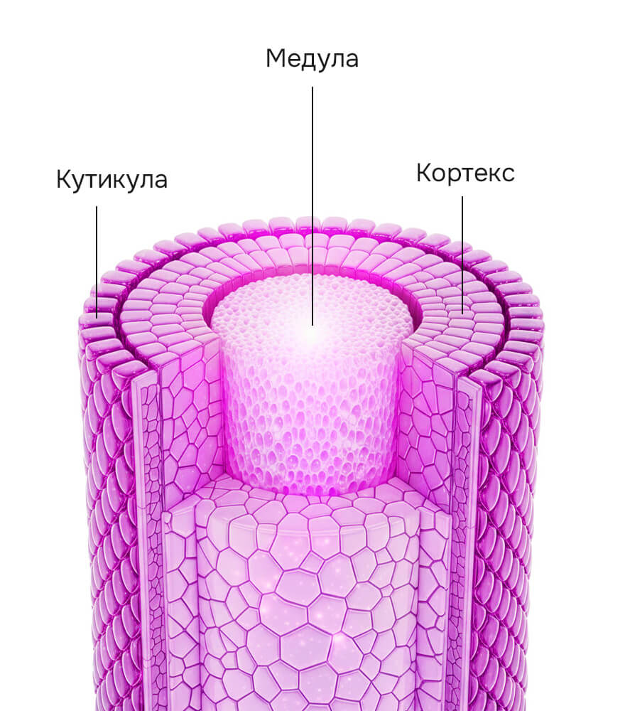 структура волоса 2.jpg